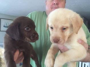 Labrador Retriever Puppy for sale in FAIRHAVEN, MA, USA