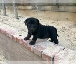 Small Photo #8 Olde English Bulldogge Puppy For Sale in POWAY, CA, USA