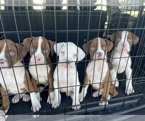 Boxer Puppy for sale in OAK LAWN, IL, USA