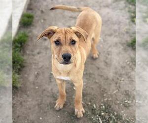 Staffordshire Bull Terrier-Unknown Mix Dogs for adoption in Modesto, CA, USA