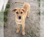 Small Staffordshire Bull Terrier Mix
