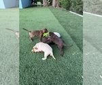 Small Photo #16 Labrador Retriever Puppy For Sale in TAMPA, FL, USA