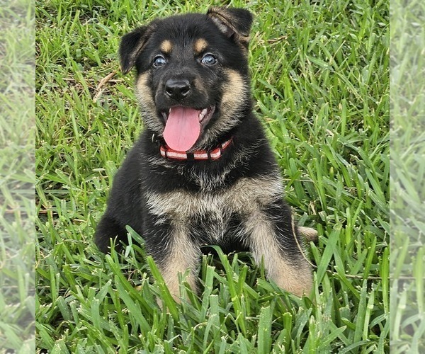 Medium Photo #5 German Shepherd Dog Puppy For Sale in NAVASOTA, TX, USA
