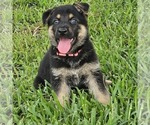 Small #4 German Shepherd Dog