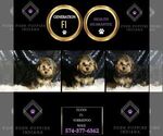 Small Photo #144 YorkiePoo Puppy For Sale in WARSAW, IN, USA