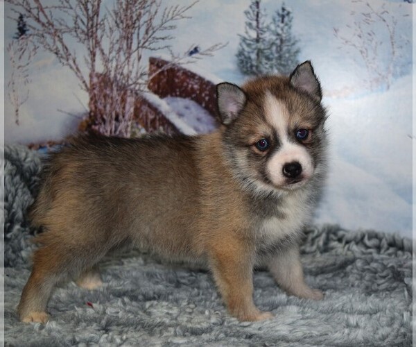 Medium Photo #2 Pomsky Puppy For Sale in BARNESVILLE, KS, USA