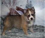 Small Photo #2 Pomsky Puppy For Sale in BARNESVILLE, KS, USA