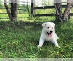 Small Photo #5 German Shepherd Dog Puppy For Sale in CARDINGTON, OH, USA