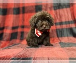 Bryant - Male ShihPoo Puppy for Sale - Photo #4