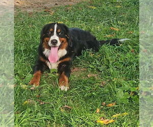 Bernese Mountain Dog-Unknown Mix Dogs for adoption in Hinton, WV, USA
