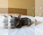 Small #6 French Bulldog