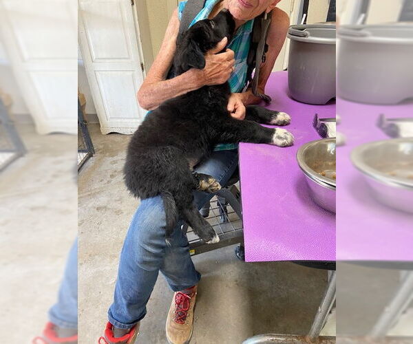 Medium Photo #2 Border Collie-Unknown Mix Puppy For Sale in Pueblo West, CO, USA