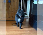 Small Pomeranian