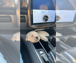 Small #5 Golden Retriever