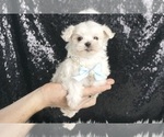 Small #2 Maltese