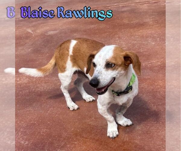 Medium Photo #3 Doxle Puppy For Sale in San Antonio, TX, USA