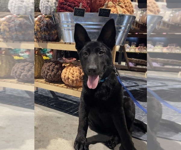 Medium Photo #2 German Shepherd Dog Puppy For Sale in WACO, TX, USA