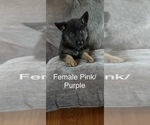 Small #12 German Shepherd Dog