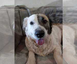 Australian Shepherd-Unknown Mix Dogs for adoption in phoenix, AZ, USA