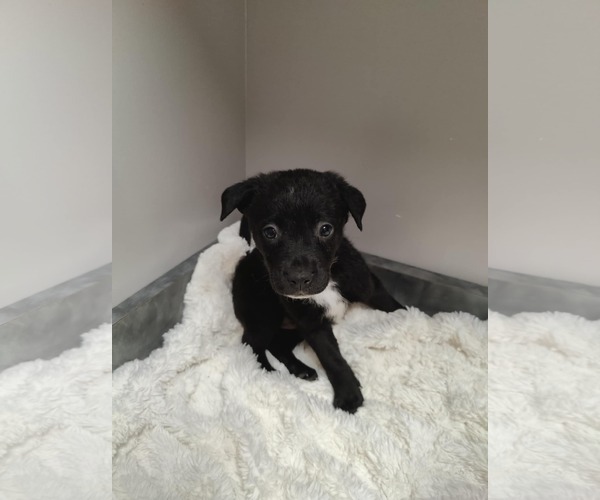 Medium Photo #1 Collie-Labrador Retriever Mix Puppy For Sale in St. Louis Park, MN, USA