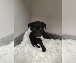 Collie-Labrador Retriever Mix Dogs for adoption in St. Louis Park, MN, USA