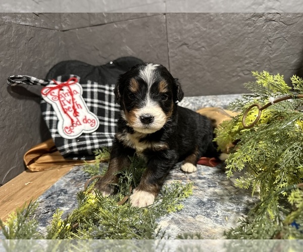 Medium Photo #3 Bernedoodle Puppy For Sale in ATHENS, WI, USA