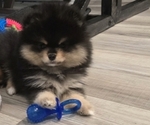 Puppy Miley Pomeranian