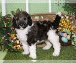 Small Photo #1 Poodle (Standard) Puppy For Sale in HUTCHINSON, KS, USA
