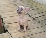 Small #2 French Bulldog