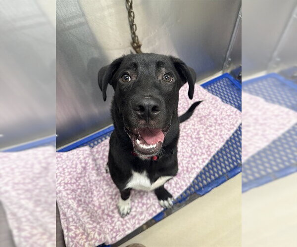 Medium Photo #1 Labrador Retriever-Unknown Mix Puppy For Sale in Fairbanks, AK, USA