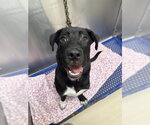 Small Labrador Retriever Mix