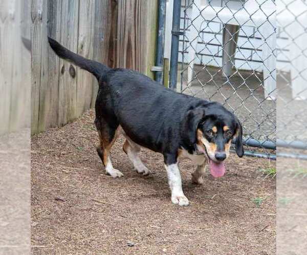 Medium Photo #3 Bagle Hound Puppy For Sale in Kennesaw, GA, USA