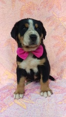 Greater Swiss Mountain Dog Puppy for sale in LANCASTER, PA, USA