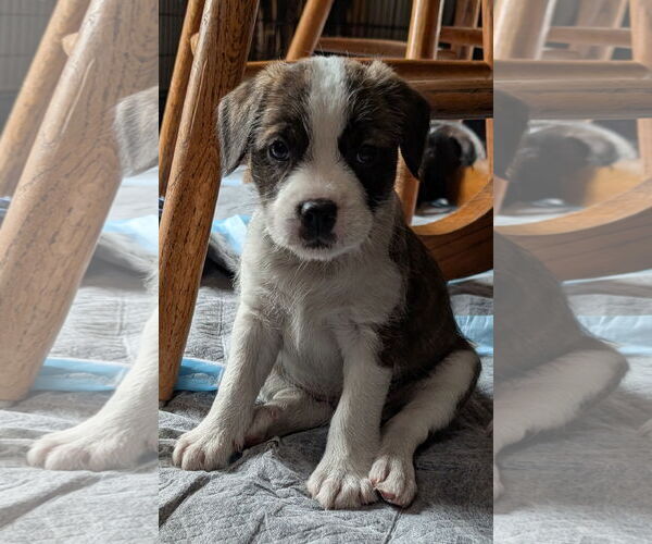 Medium Photo #4 Bearded Collie-Unknown Mix Puppy For Sale in Des Moines, IA, USA