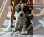 Small #3 Bearded Collie Mix
