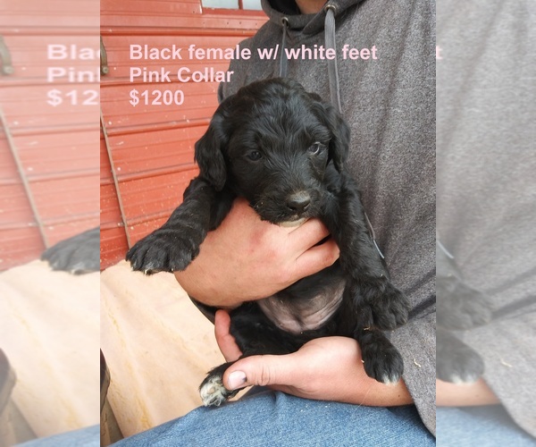 Medium Photo #3 Aussiedoodle Puppy For Sale in OSCEOLA, MO, USA