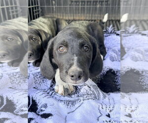 Australian Shepherd-Unknown Mix Dogs for adoption in Polson, MT, USA