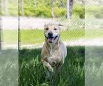 Small #1 Golden Labrador