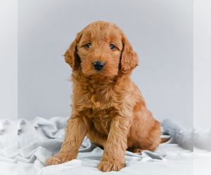 Goldendoodle Puppy for sale in ITASCA, TX, USA