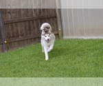 Small Photo #4 Siberian Husky Puppy For Sale in GRAYSON, LA, USA