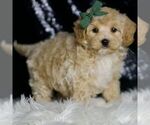 Small #2 Maltipoo (Miniature)