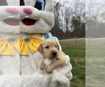 Small Photo #4 Golden Retriever Puppy For Sale in NEOLA, WV, USA