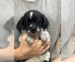 Small #6 Mutt