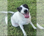 Maizy - Courtesy Listing - Female Border Collie-Unknown Mix Dog for Adoption - Small photo