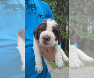 Medium English Springer Spaniel