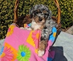 Small Photo #12 Goldendoodle (Miniature) Puppy For Sale in PLACERVILLE, CA, USA