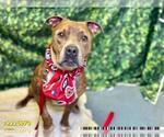 Small #1 American Pit Bull Terrier