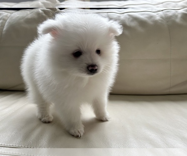 Medium Photo #16 Pomeranian Puppy For Sale in DES MOINES, WA, USA