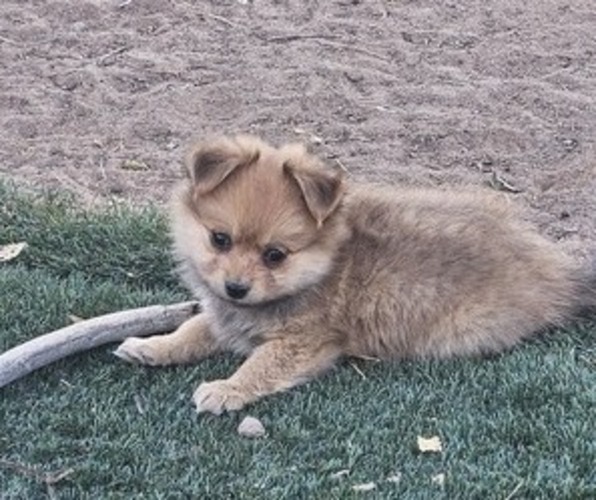 Medium Photo #3 Chiranian Puppy For Sale in RENO, NV, USA