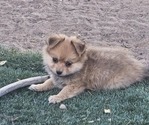 Puppy Benji Chiranian